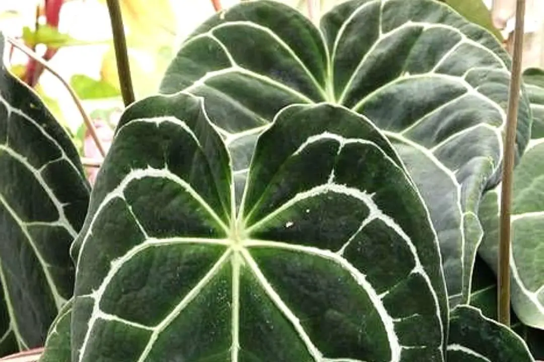 Anthurium Crystallinum