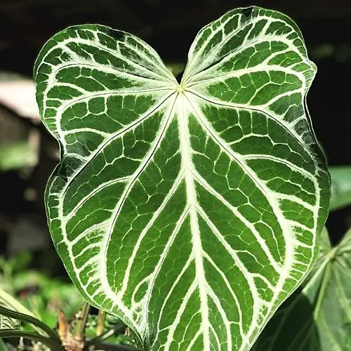 Anthurium Crystallinum