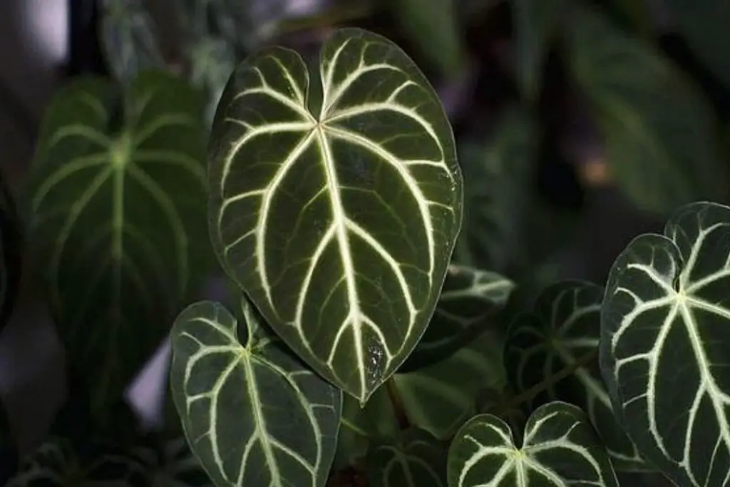 Anthurium Crystallinum