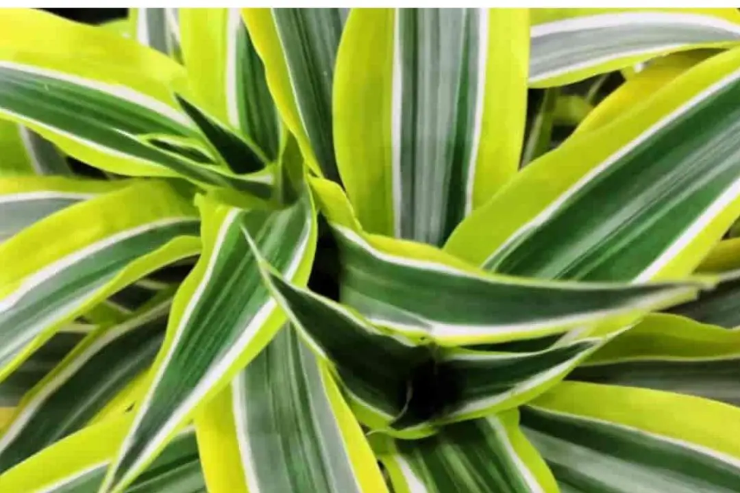 Dracaena Lemon Lime