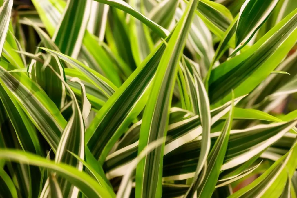 Dracaena Lemon Lime