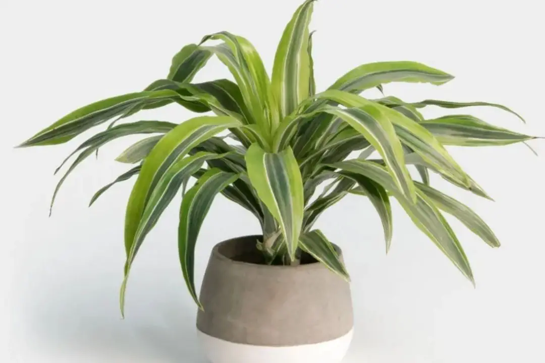 Dracaena Lemon Lime