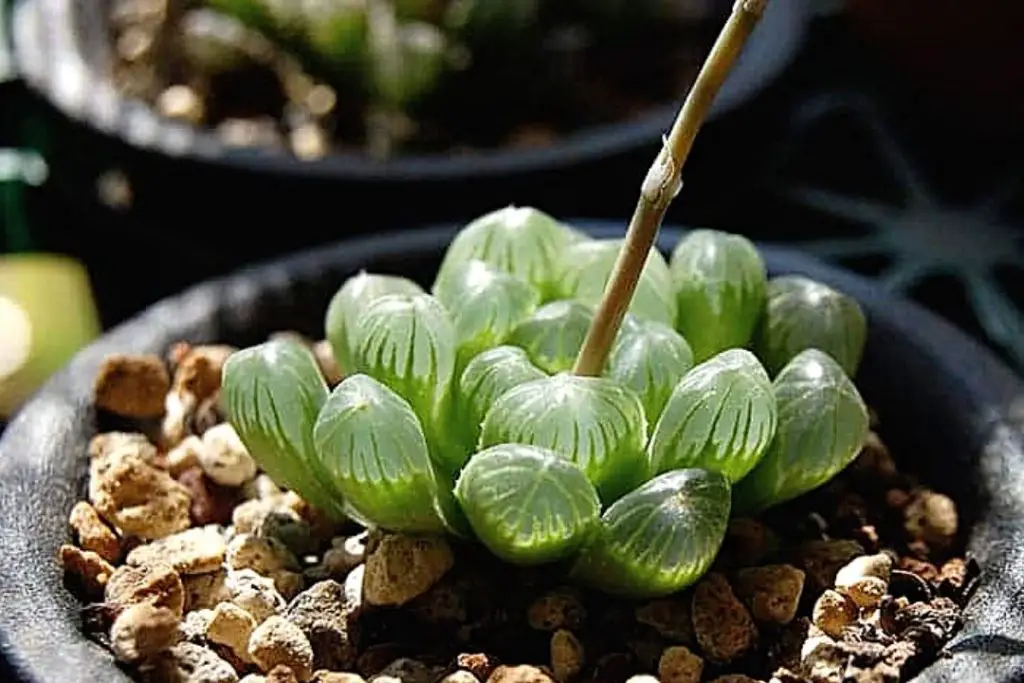 Haworthia Cooperi