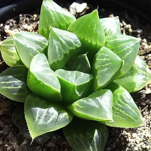 Haworthia Cooperi