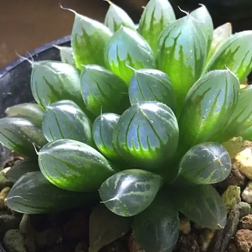 Haworthia Cooperi