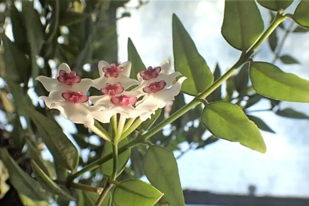 Hoya Bella