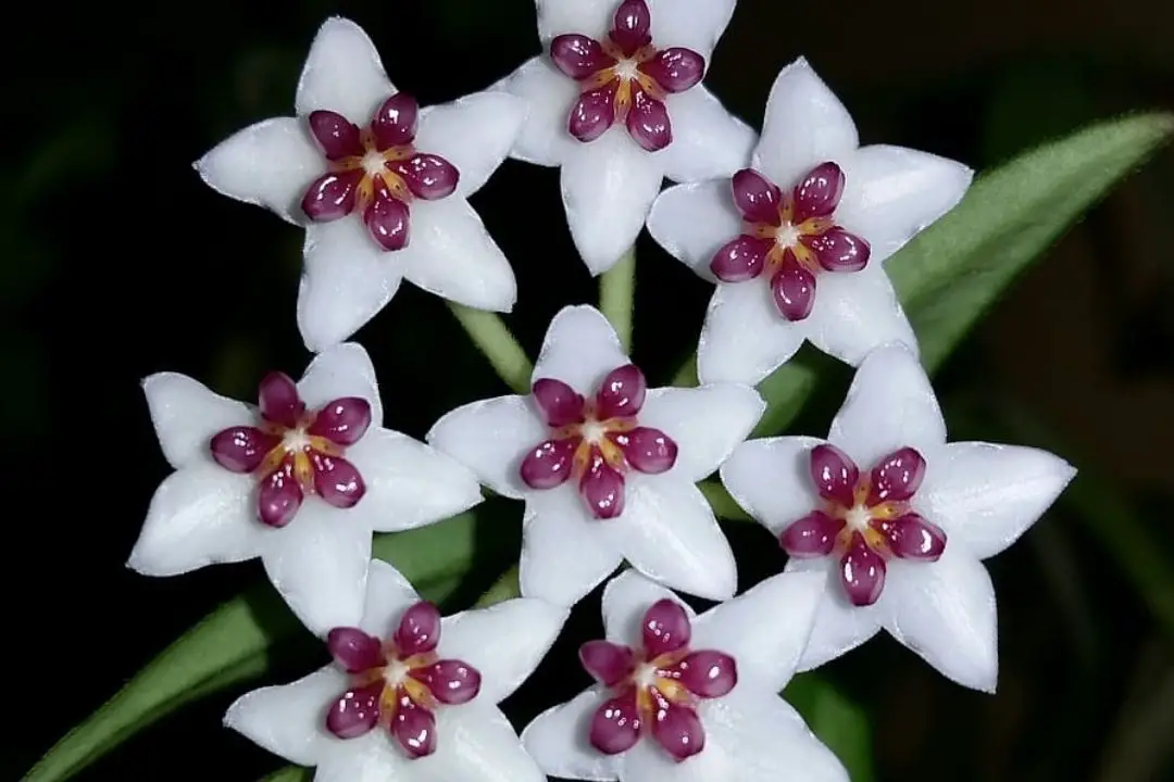 Hoya Bella