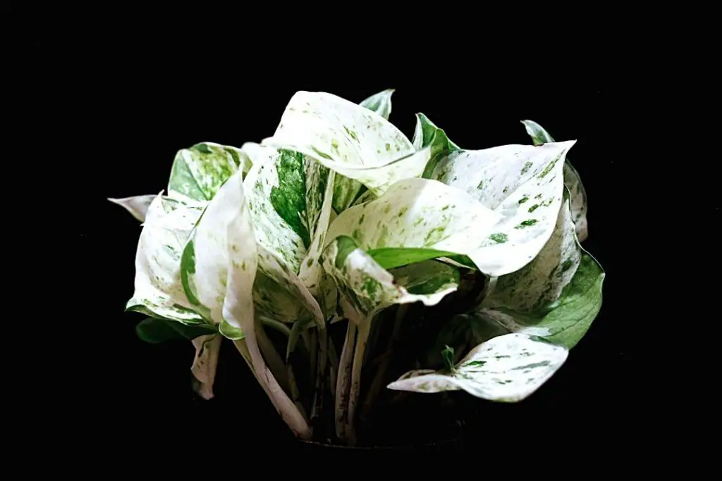 Marble Queen Pothos