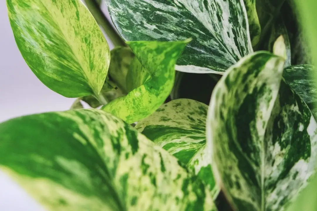 Marble Queen Pothos