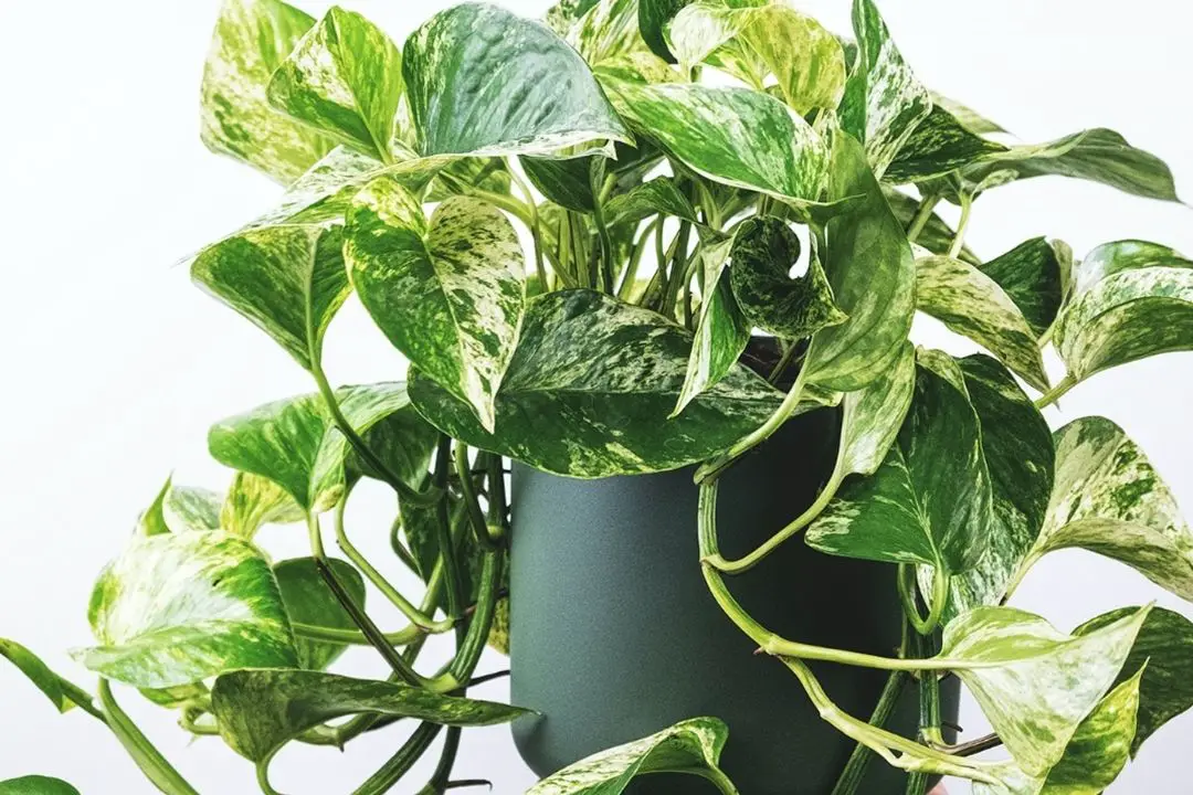 Marble Queen Pothos