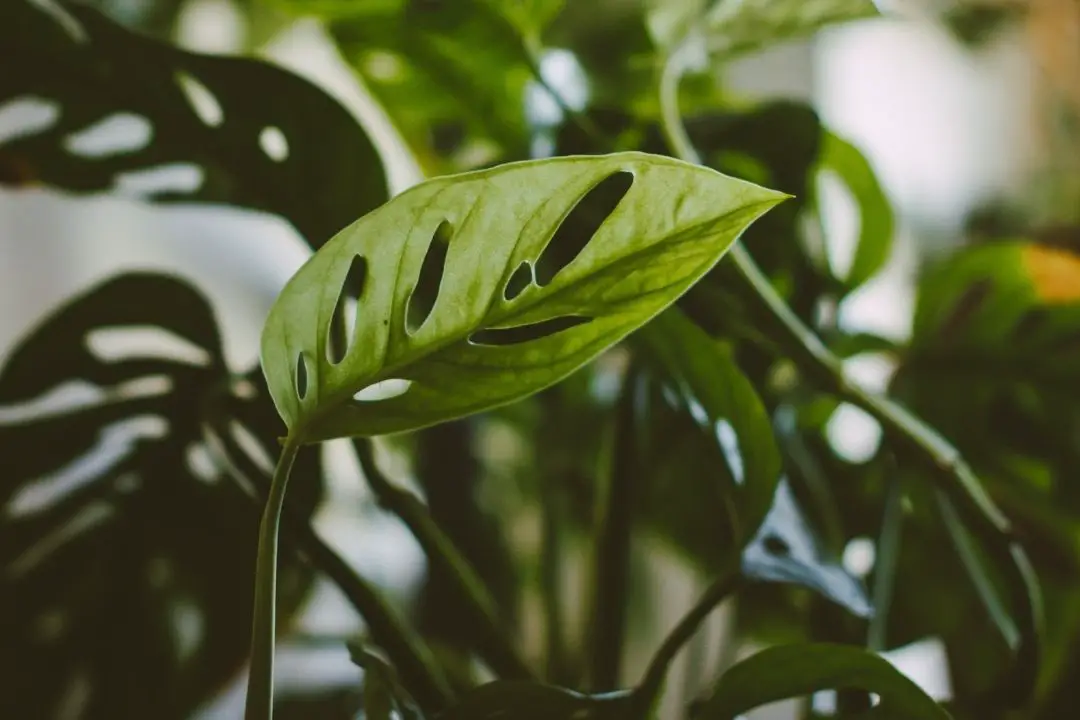 Monstera Adansonii