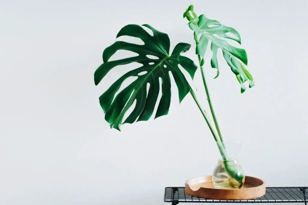 Monstera Epipremnoides