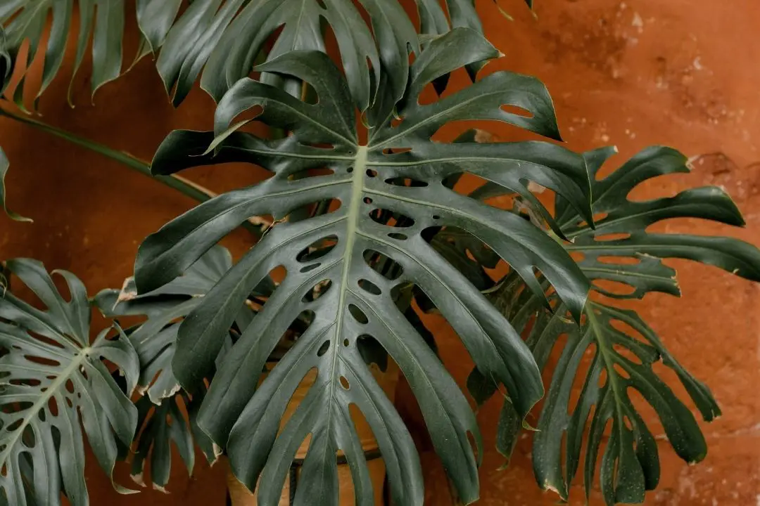 Monstera Epipremnoides