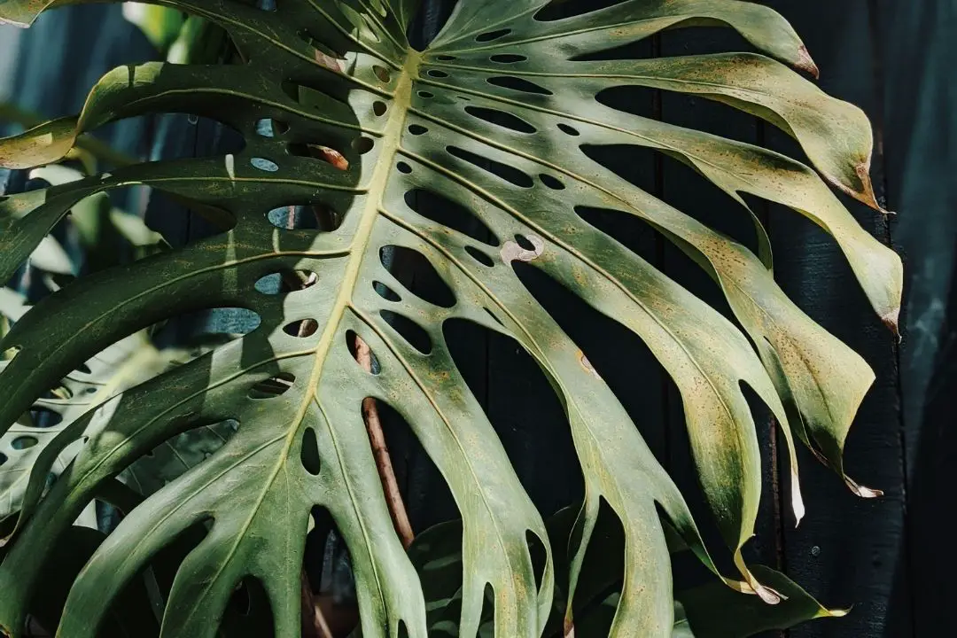 Monstera Epipremnoides