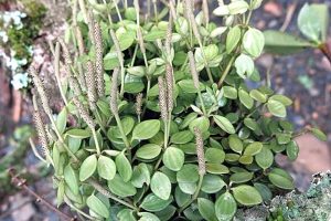 Peperomia Hope