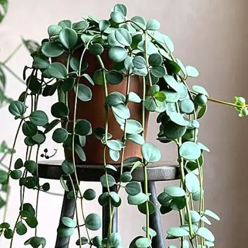 Peperomia Hope