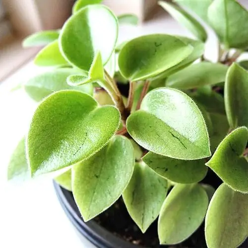 Peperomia Hope