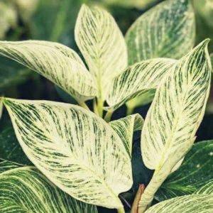Philodendron Birkin Philodendron Birkin