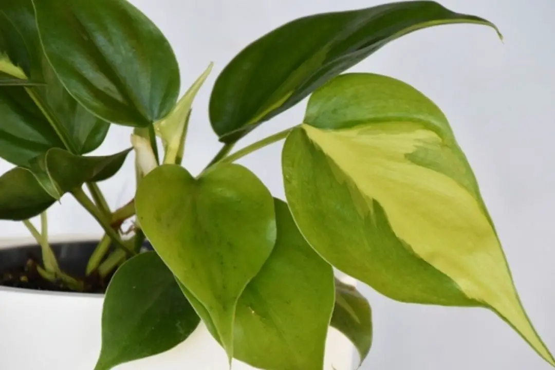 Philodendron Brasil