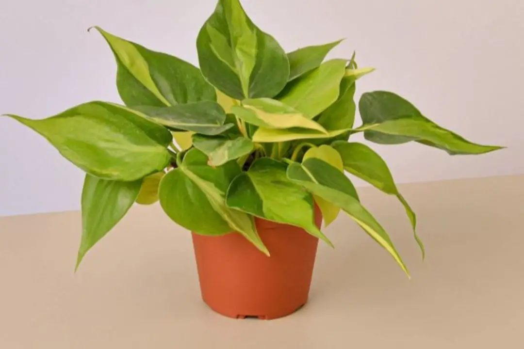 Philodendron Brasil