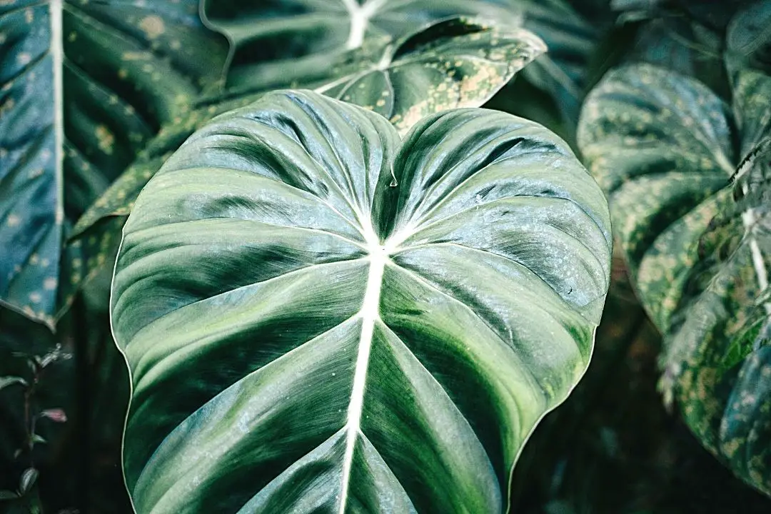 Philodendron Gloriosum