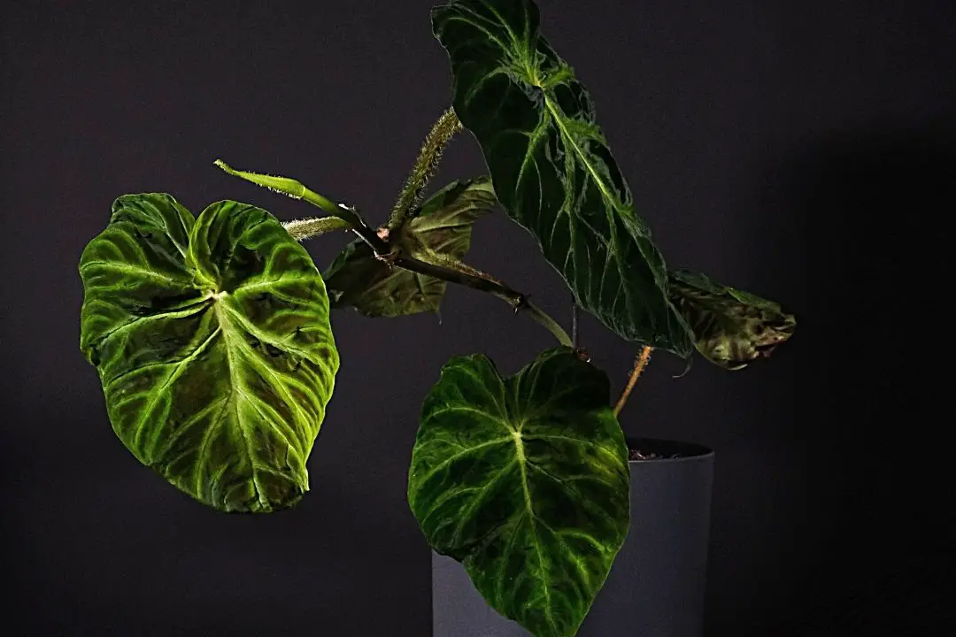 Philodendron Verrucosum