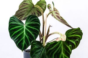 Philodendron Verrucosum