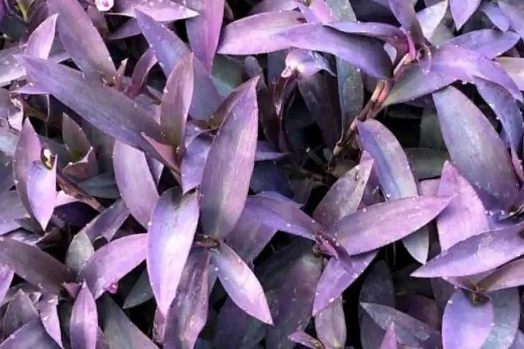 Purple Heart Plant