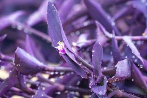 Purple Heart Plant