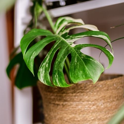 Variegated Monstera