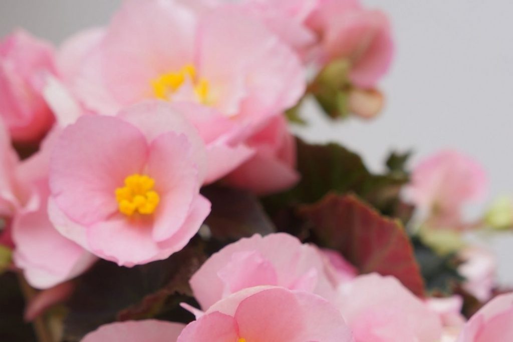 begonia tuberhybrida