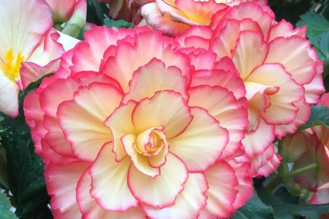 begonia tuberhybrida