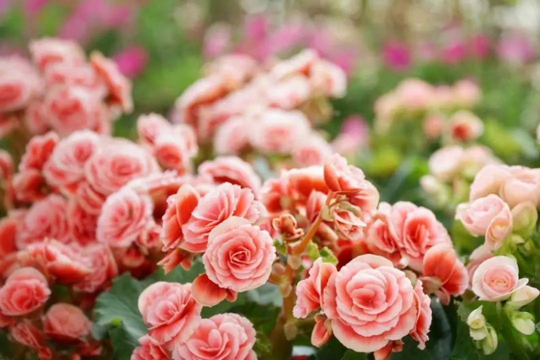 begonia tuberhybrida