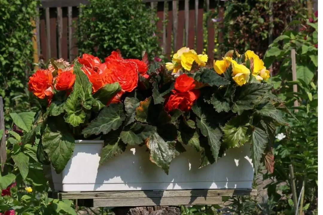 begonia tuberhybrida