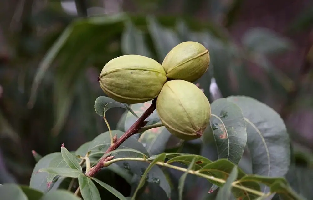 best fertilizer for pecan trees