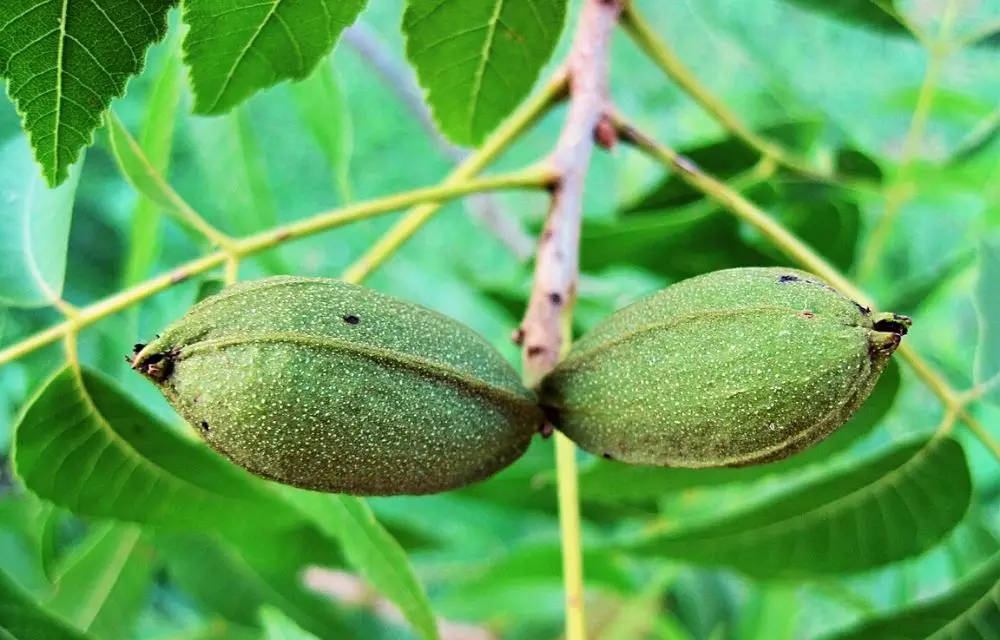 best fertilizer for pecan trees