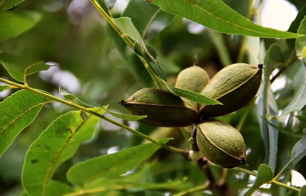 best fertilizer for pecan trees