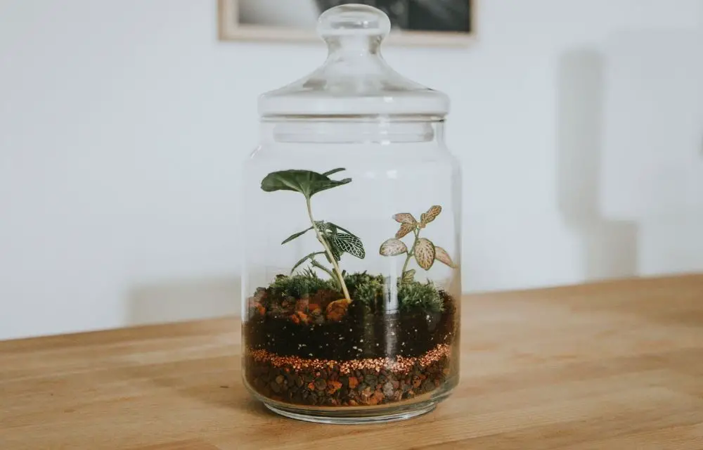 best plants for closed terrarium