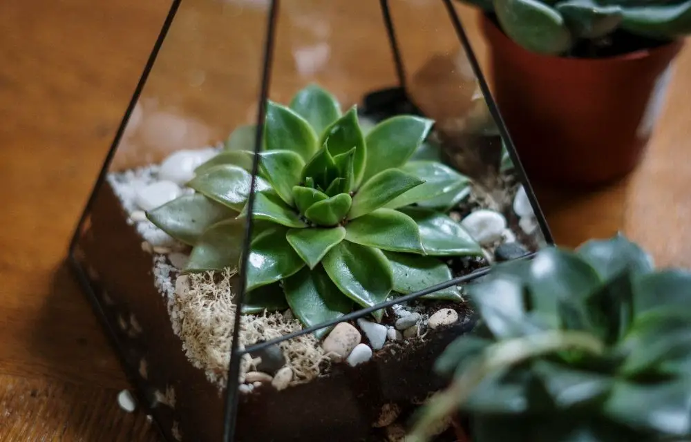 best plants for closed terrarium