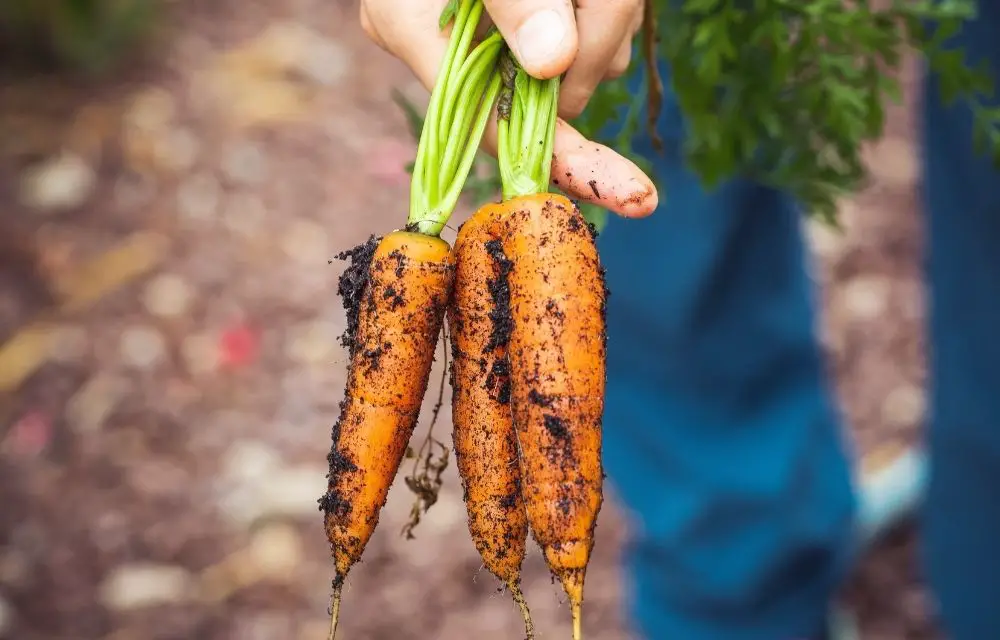 best potting soil for vegetables