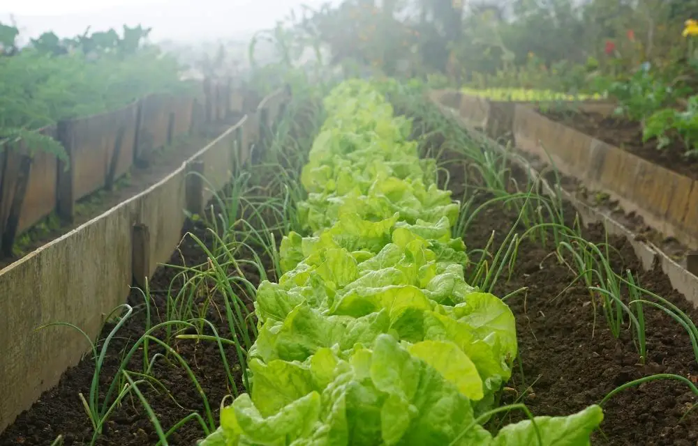 best potting soil for vegetables