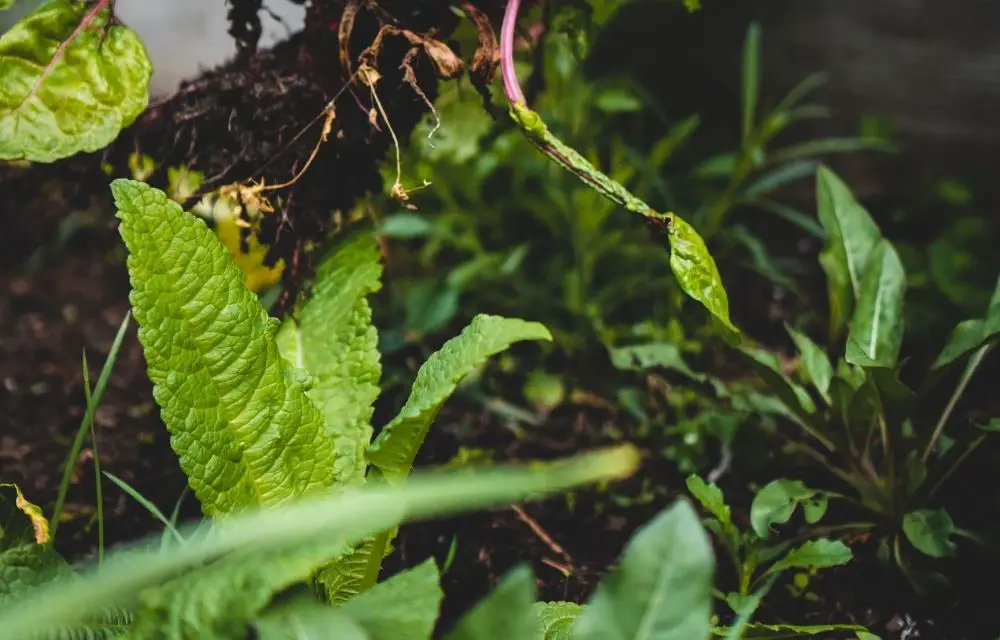 best potting soil for vegetables