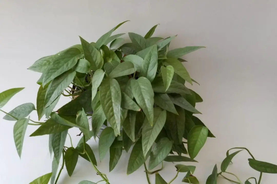 cebu blue pothos