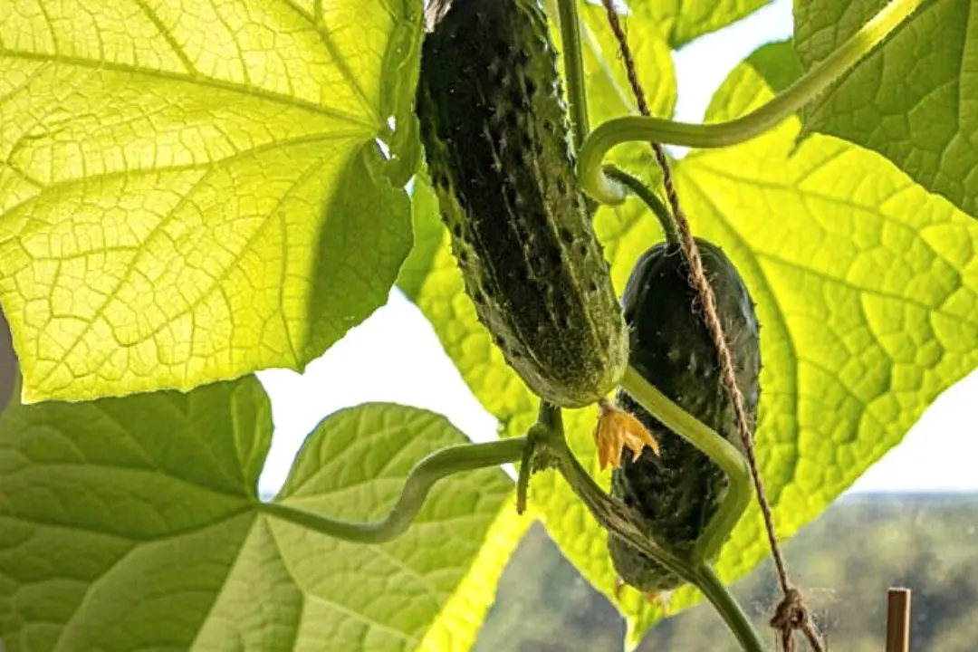 Cucumber Leaves Turning Yellow