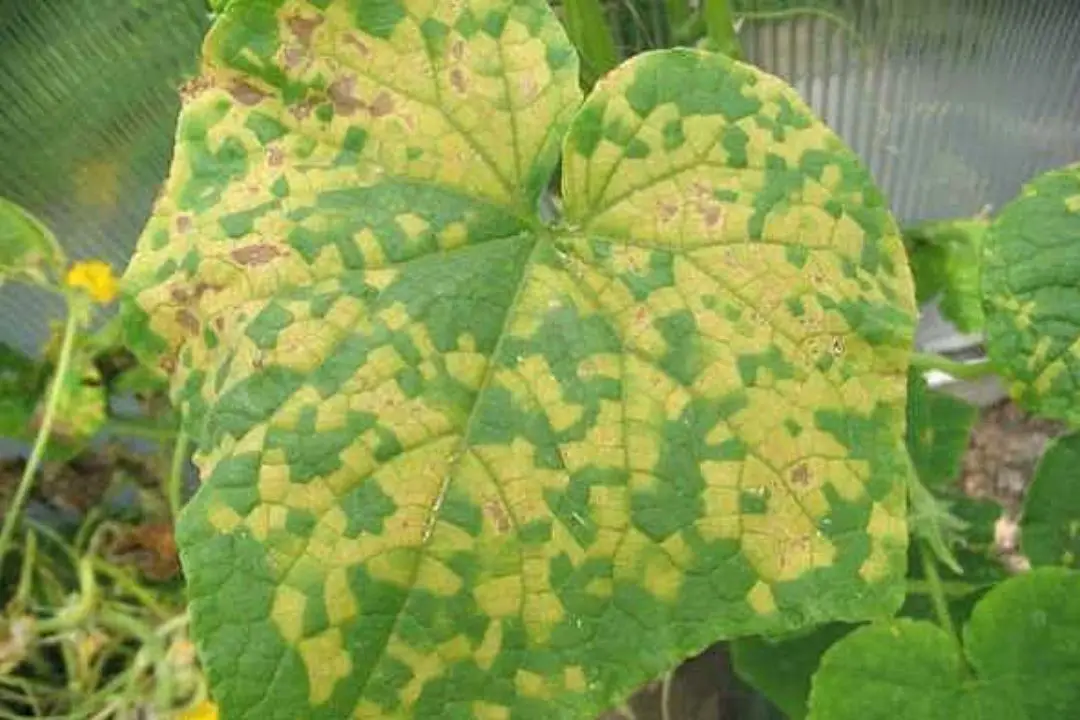 Cucumber Leaves Turning Yellow