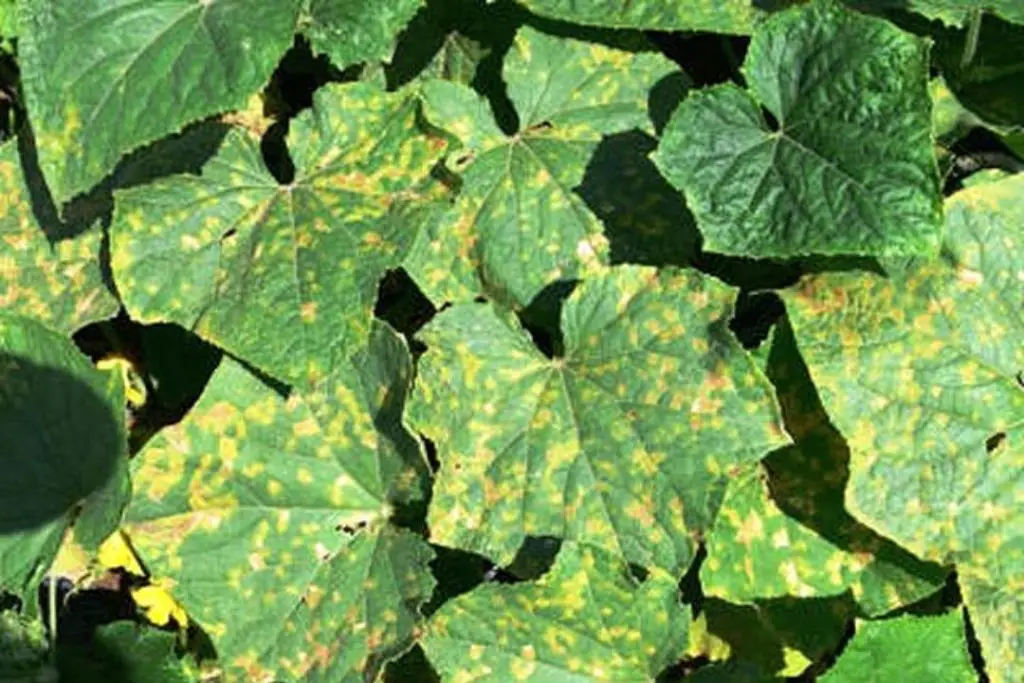 Cucumber Leaves Turning Yellow