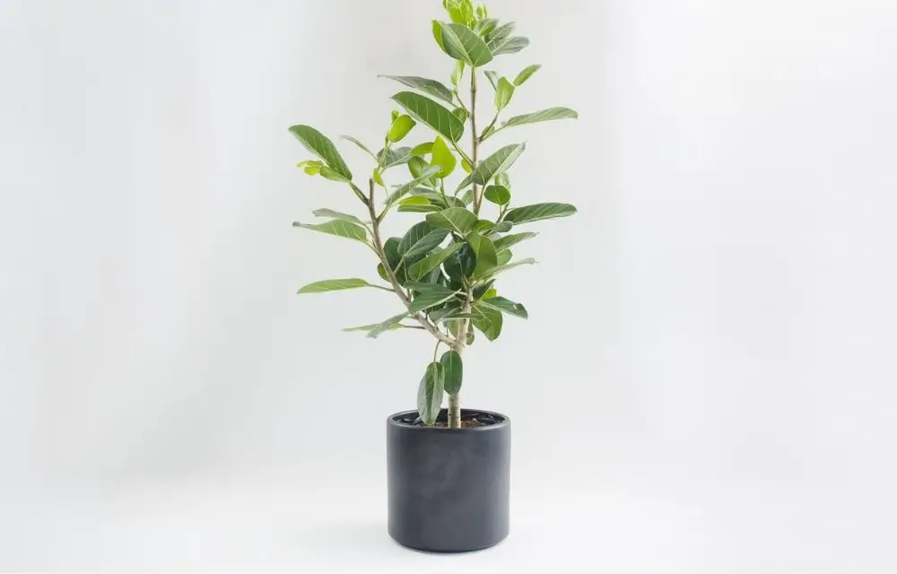 ficus audrey