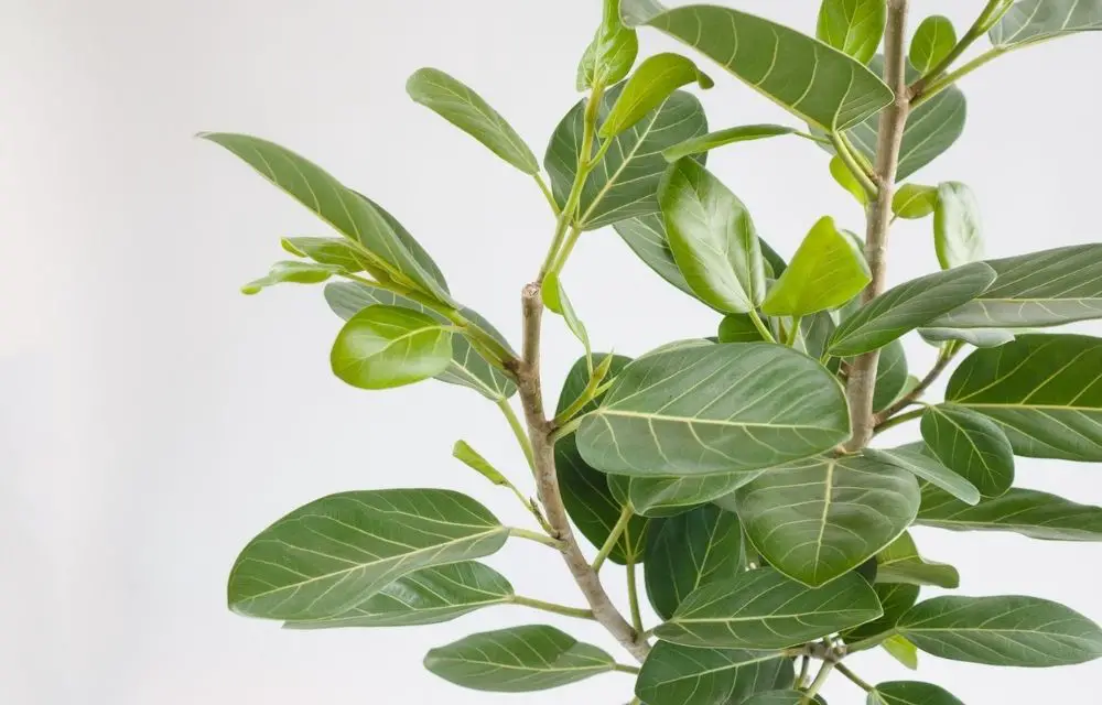 ficus audrey