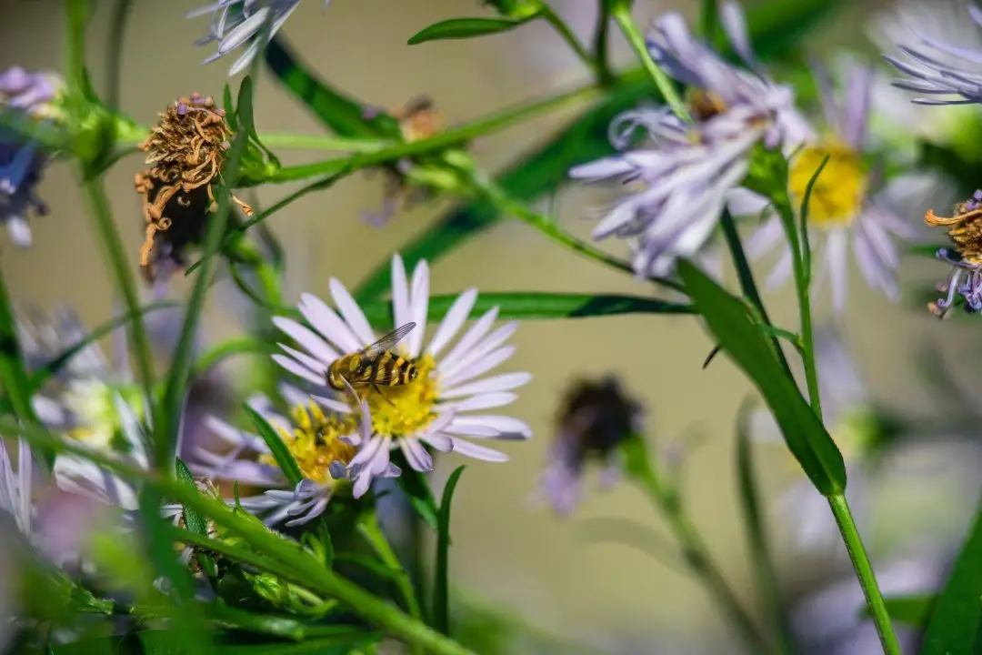 how to get rid of hoverflies