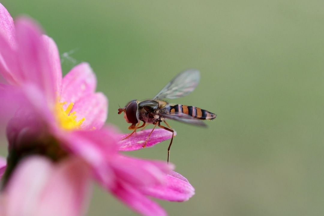 how to get rid of hoverflies